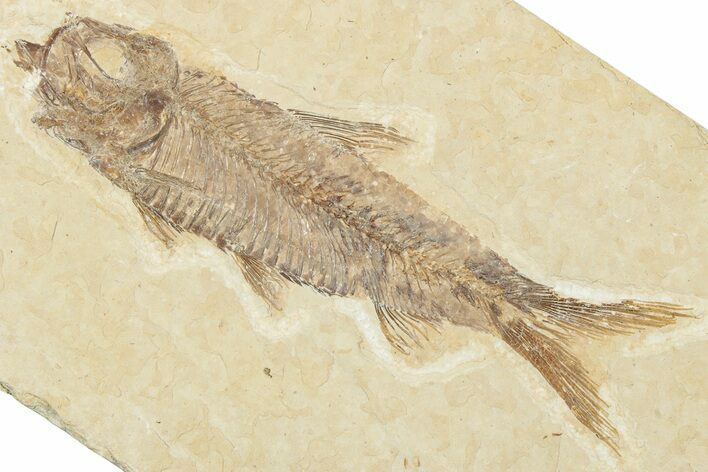 Detailed Fossil Fish (Knightia) - Wyoming #244217